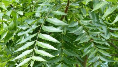 Benefits of Using Neem Face Pack