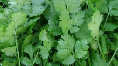 Best Usage of Coriander for Hair Growth
