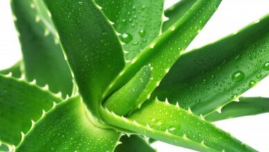 How to Stay Healthy with Aloe Vera Juice