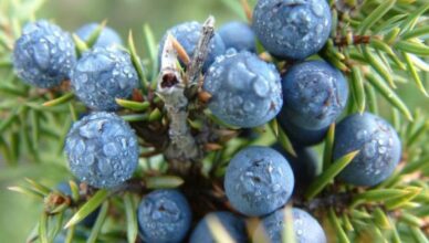 How to Use Juniper Oil for Hair