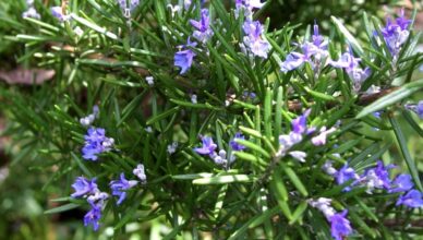 How to Use Rosemary for Hair Growth