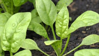 Spinach for Hair be a Miracle