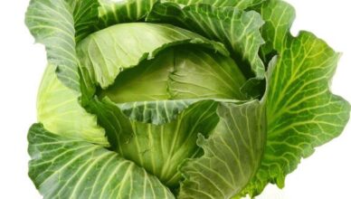 Why Should You Include Cabbage in Your Diet and Daily Life