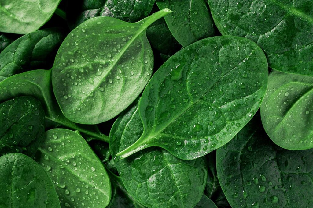 spinach for hair growth