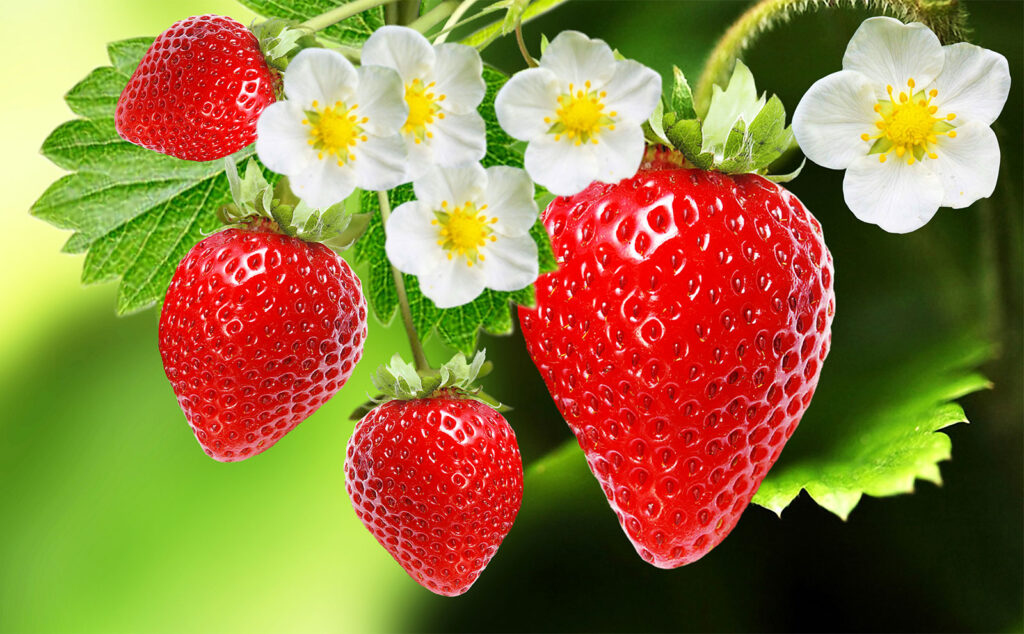 straberry for hair growth