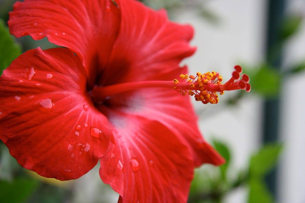 Herbs for Weight Loss - Hibiscus