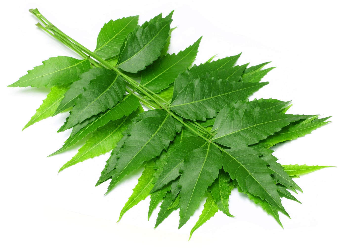 herbs for glowing skin - Neem