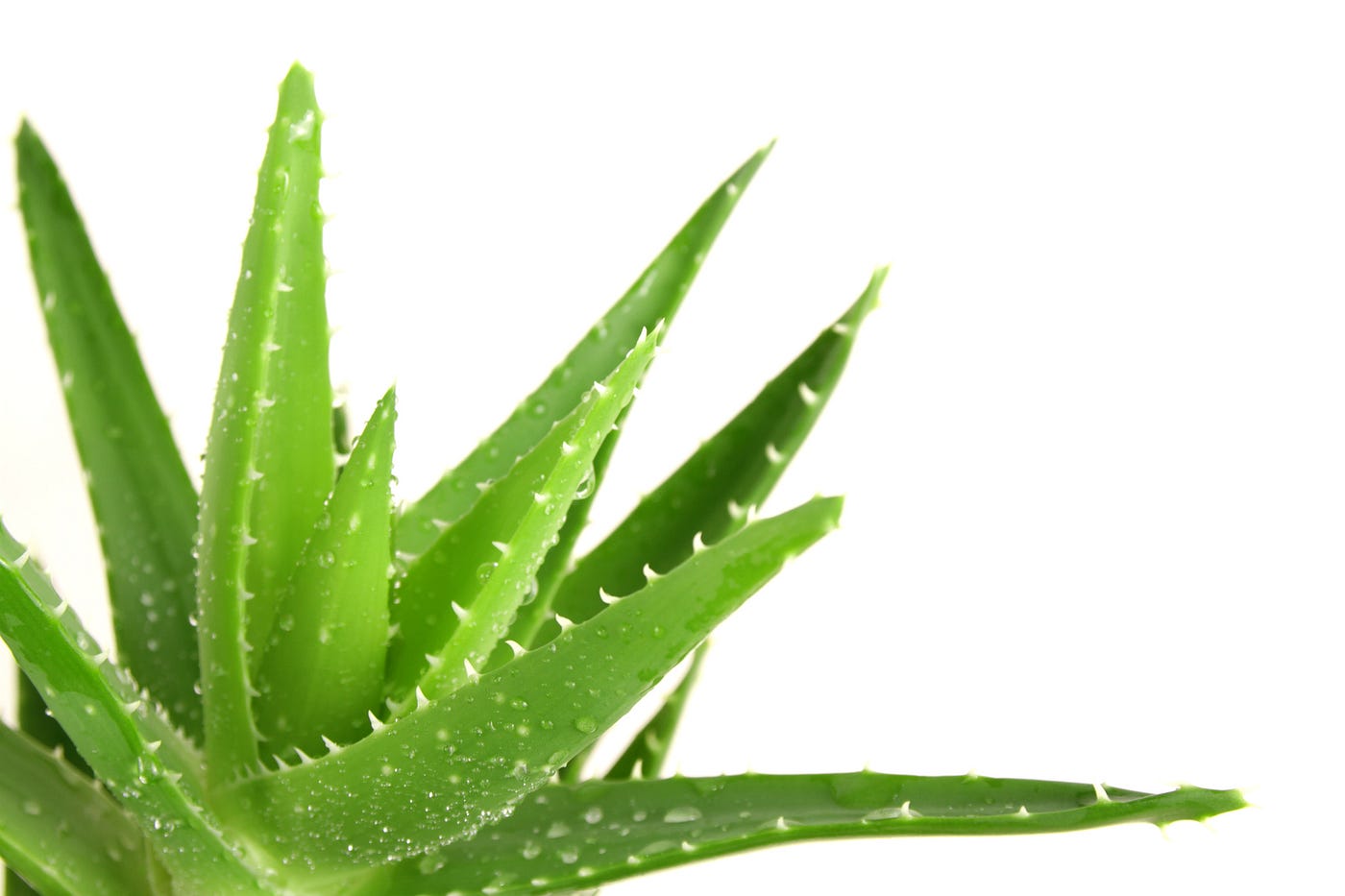 Best Herbs for Hair Growth - Aloe Vera
