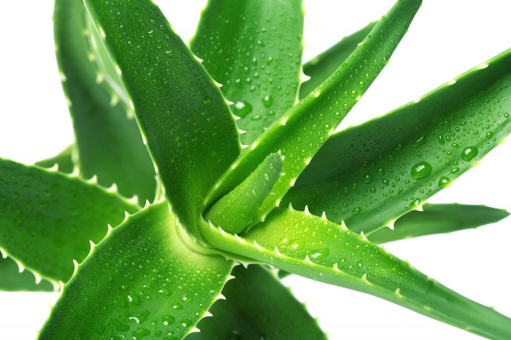 Aloe vera for acne scars