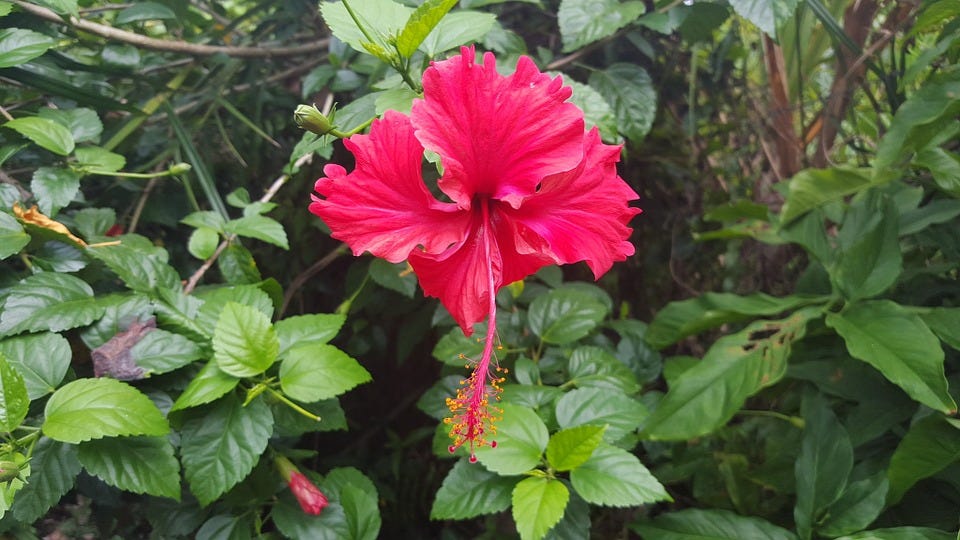 Hibiscus Leaves and Flowers to get rid of Dandruff