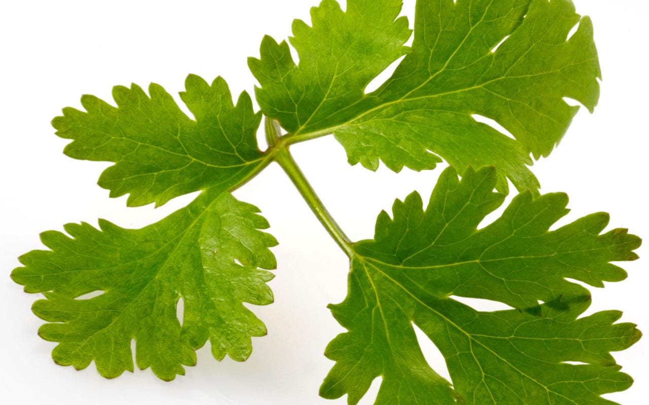 Coriander Juice for Stunning hair