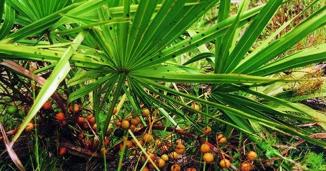 saw palmetto for hair loss