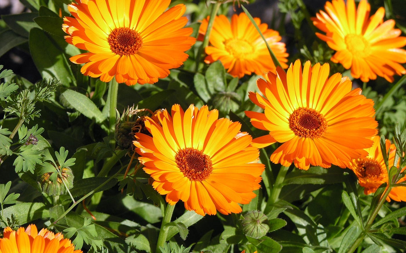Herbs for Glowing Skin - Calendula
