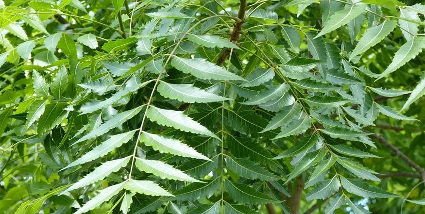 neem face pack for skin