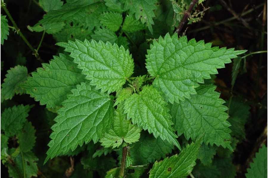 Herbs for Weight Loss - Nettle Leaf