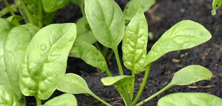 spinach for hair growth