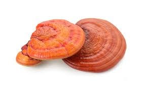 Reishi mushroom - Chinese Herbs for Hair Growth