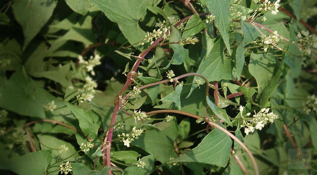 Fo-ti - Chinese Herbs for Hair Growth