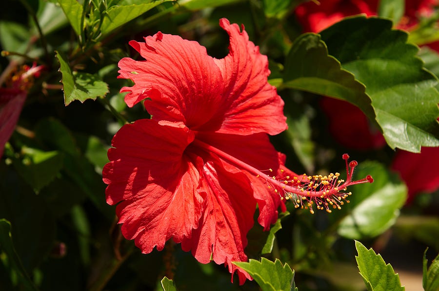 Best Herbs for Hair Growth - Hibiscus Flowers