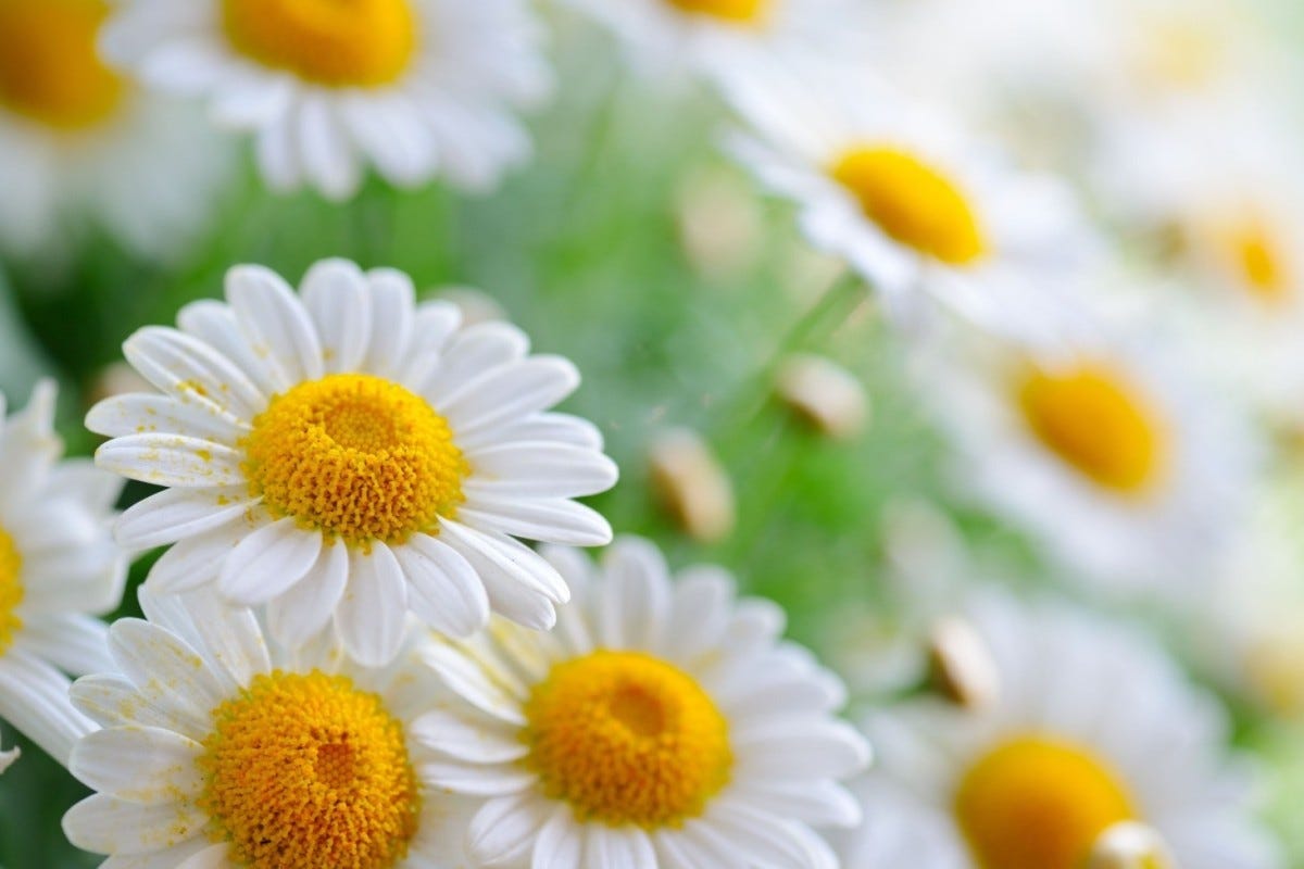 herbs for glowing skin - Chamomile