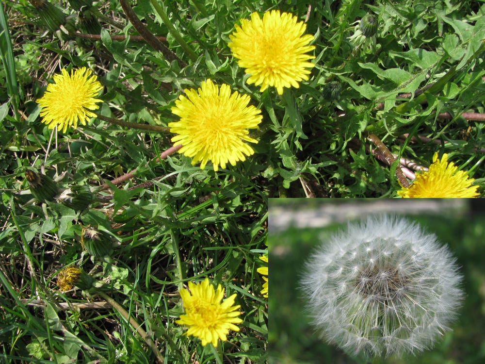 Herbs for Weight Loss - Dandelions