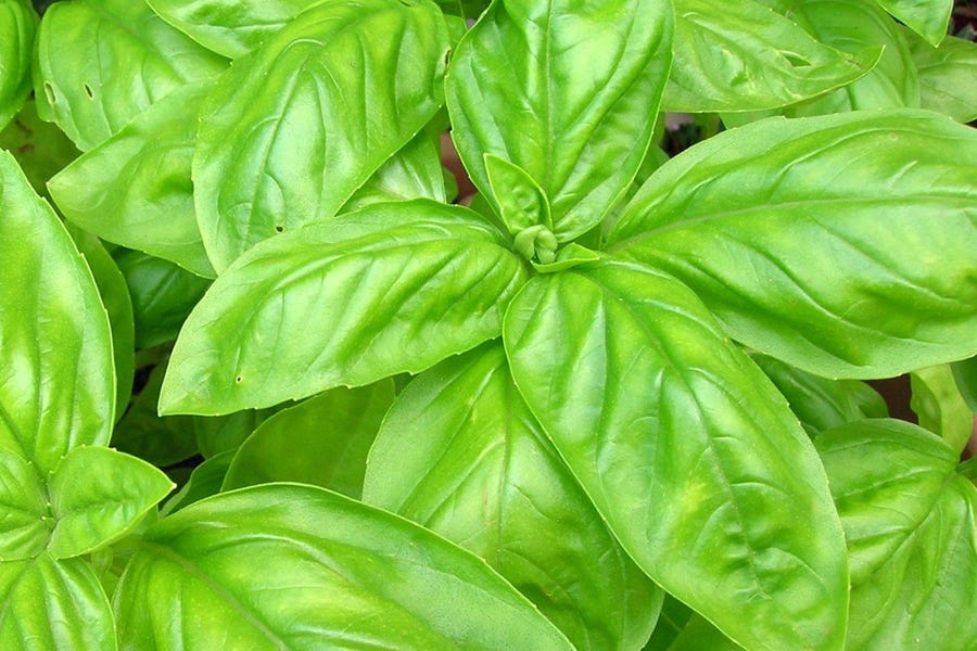 Best Herbs for Hair Growth - Basil Leaves