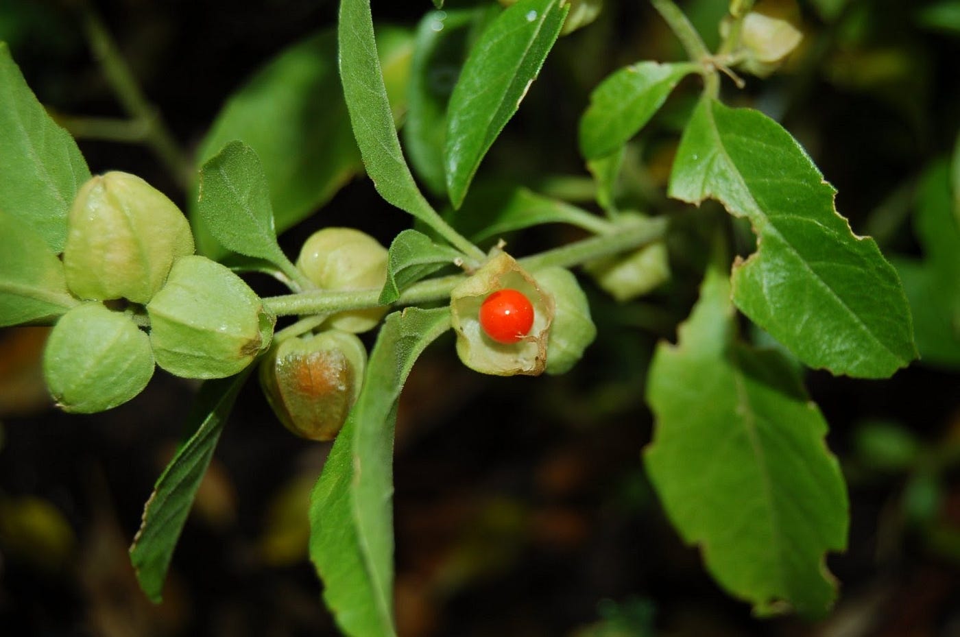Ashwagandha - Natural Supplements