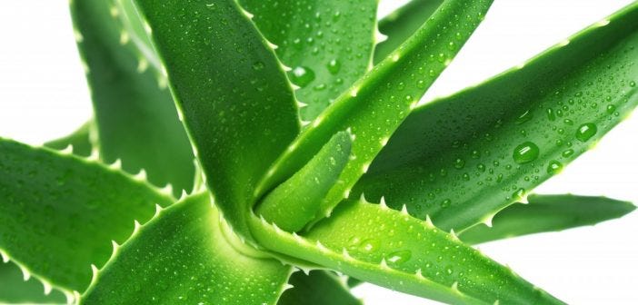 potato and aloe juice benefits