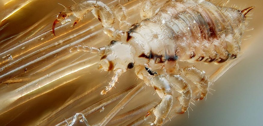 Natural Home Remedies to Get rid of Lice