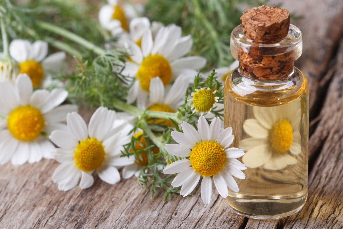Essential Oils for Hair - Chamomile Oil
