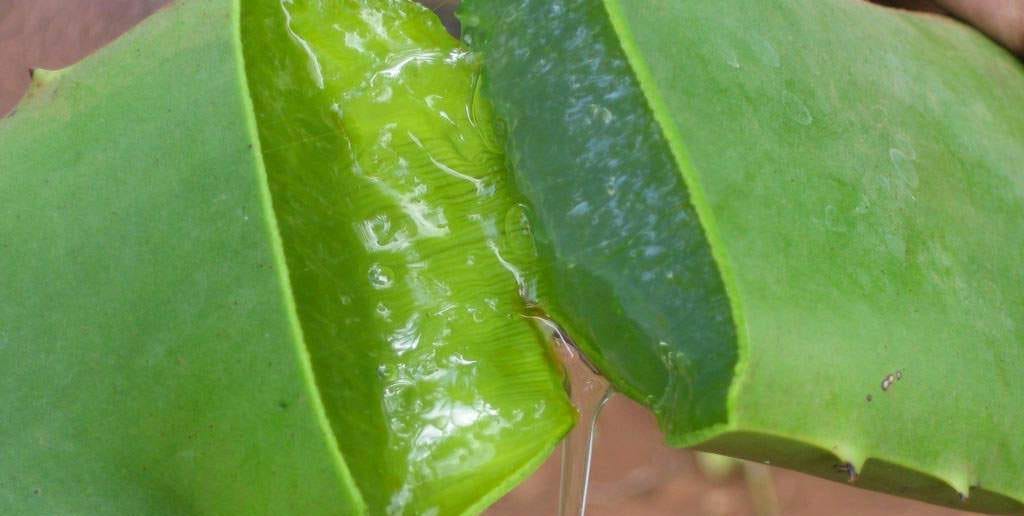 aloe vera for hair